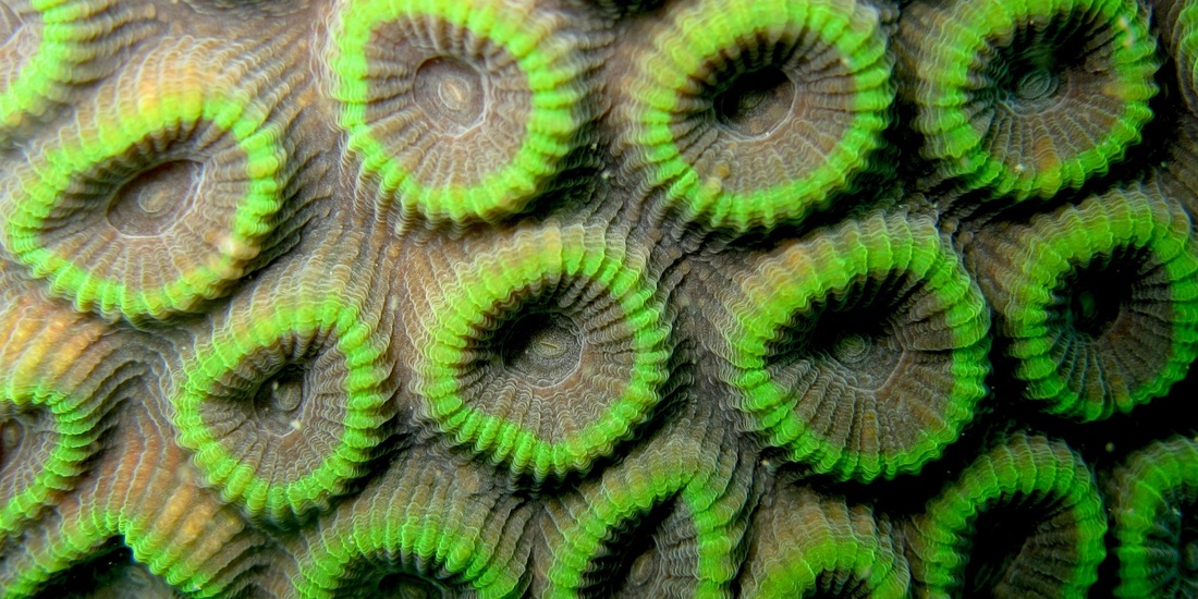 Coral Species 58