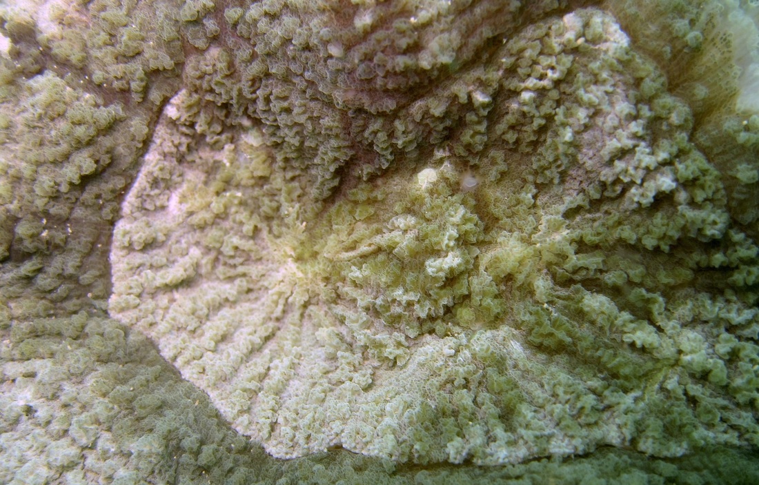 Coral Species 59