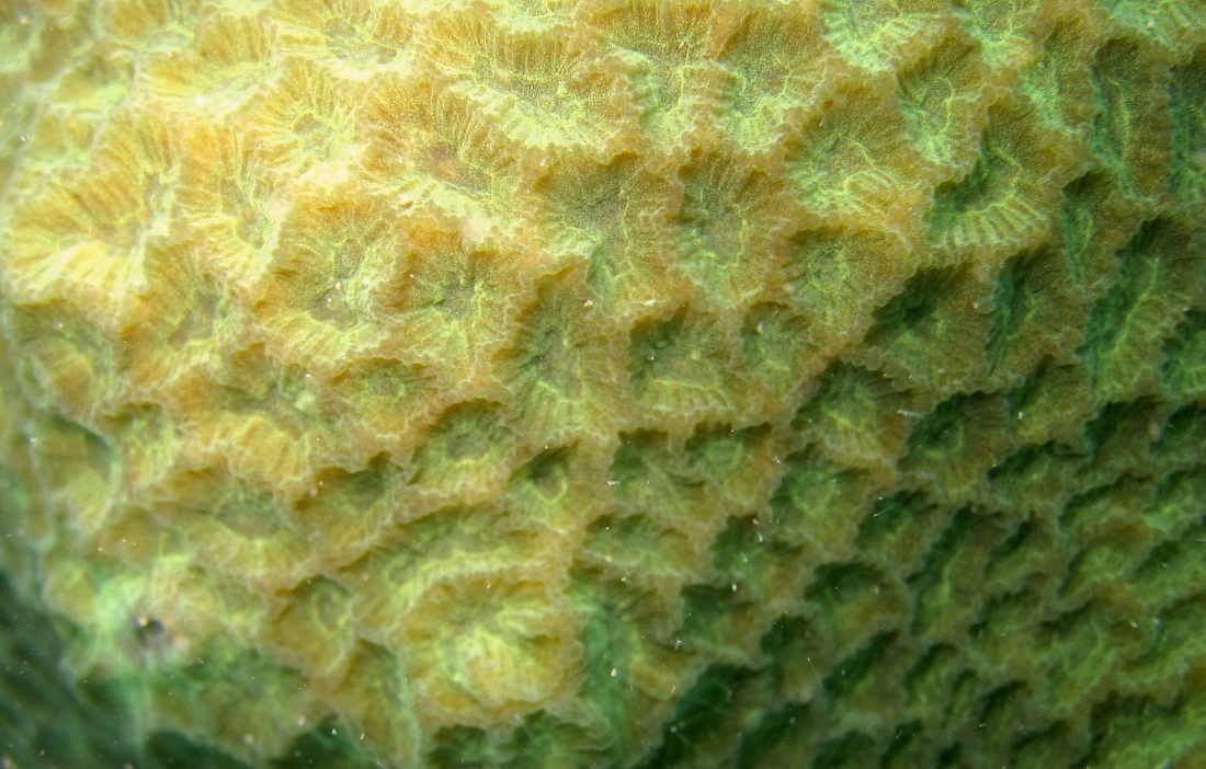 Coral Species 60