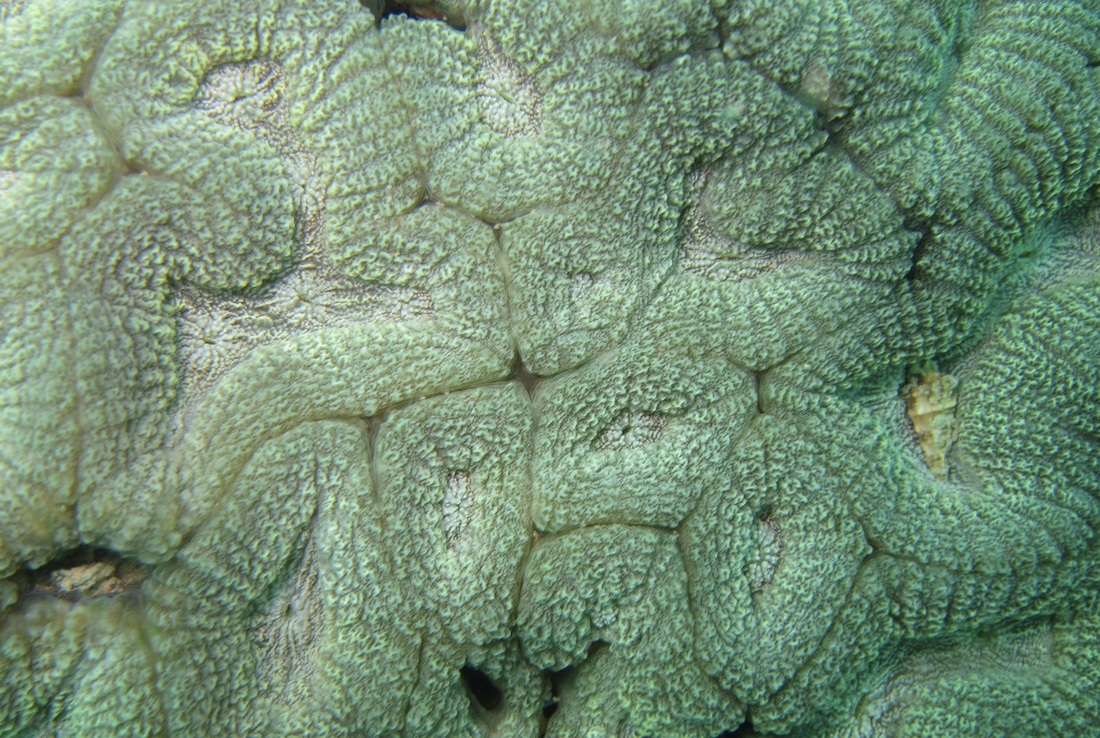 Coral Species 61