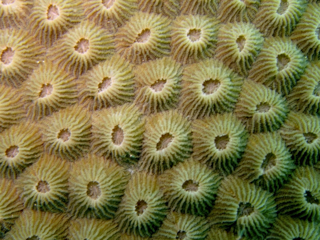 Coral Species 62