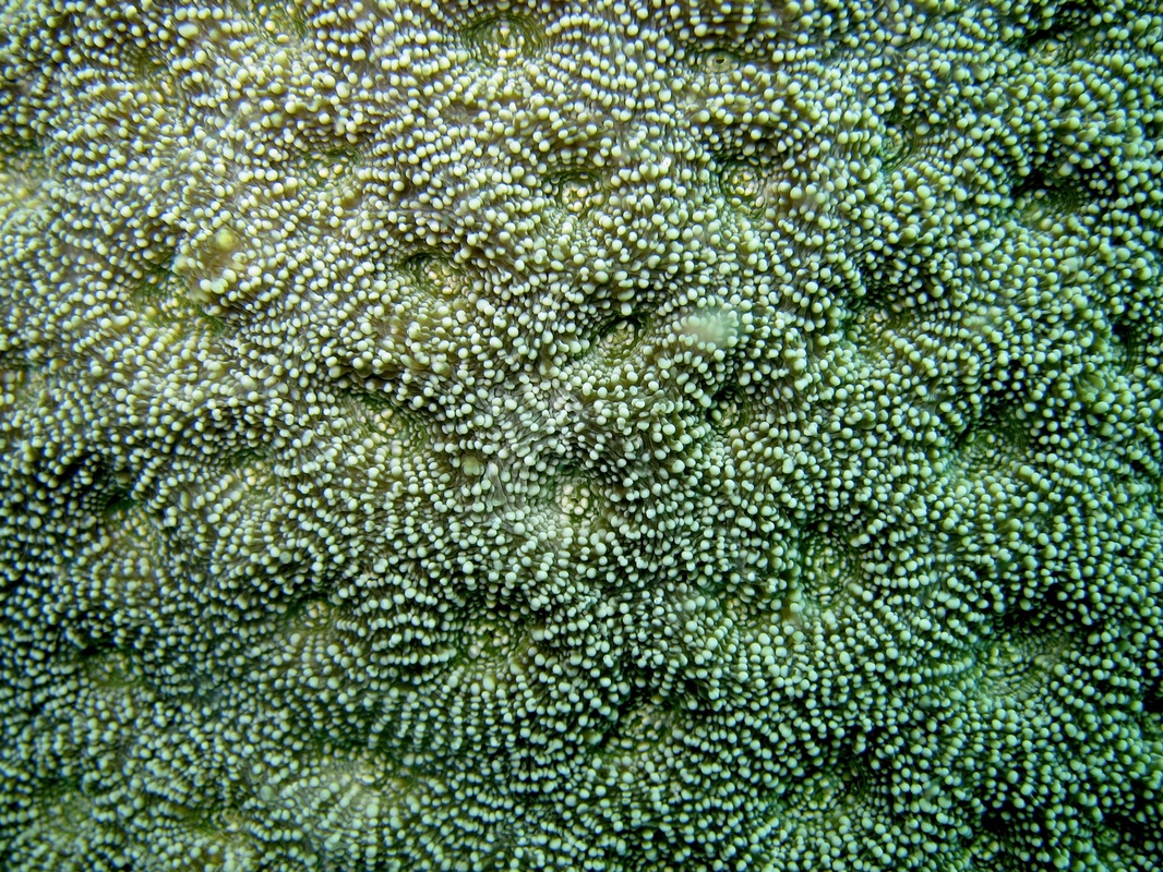Coral Species 63