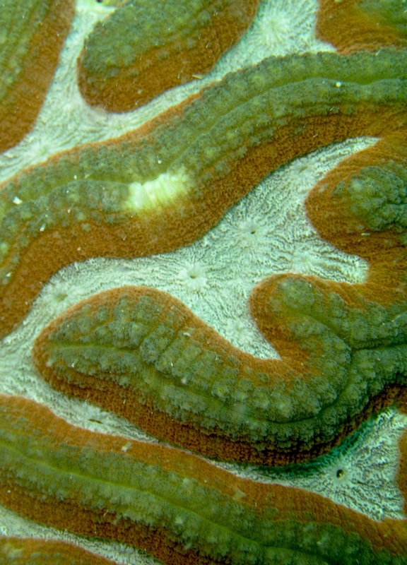 Coral Species 64