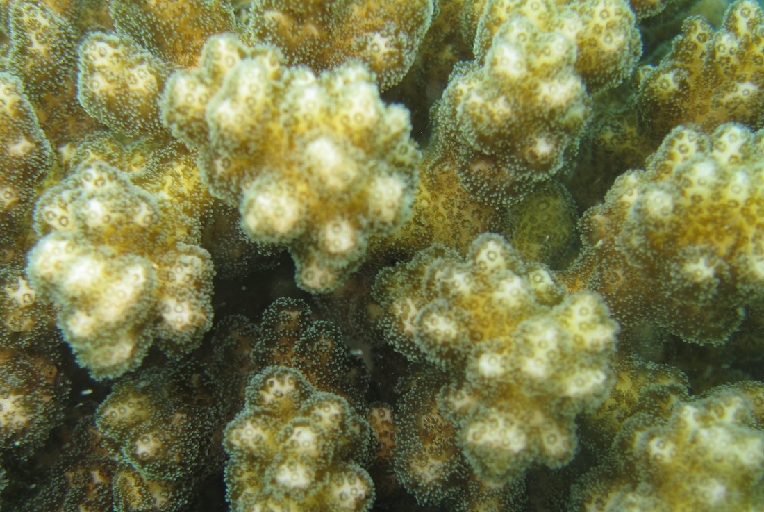 Coral Species 65