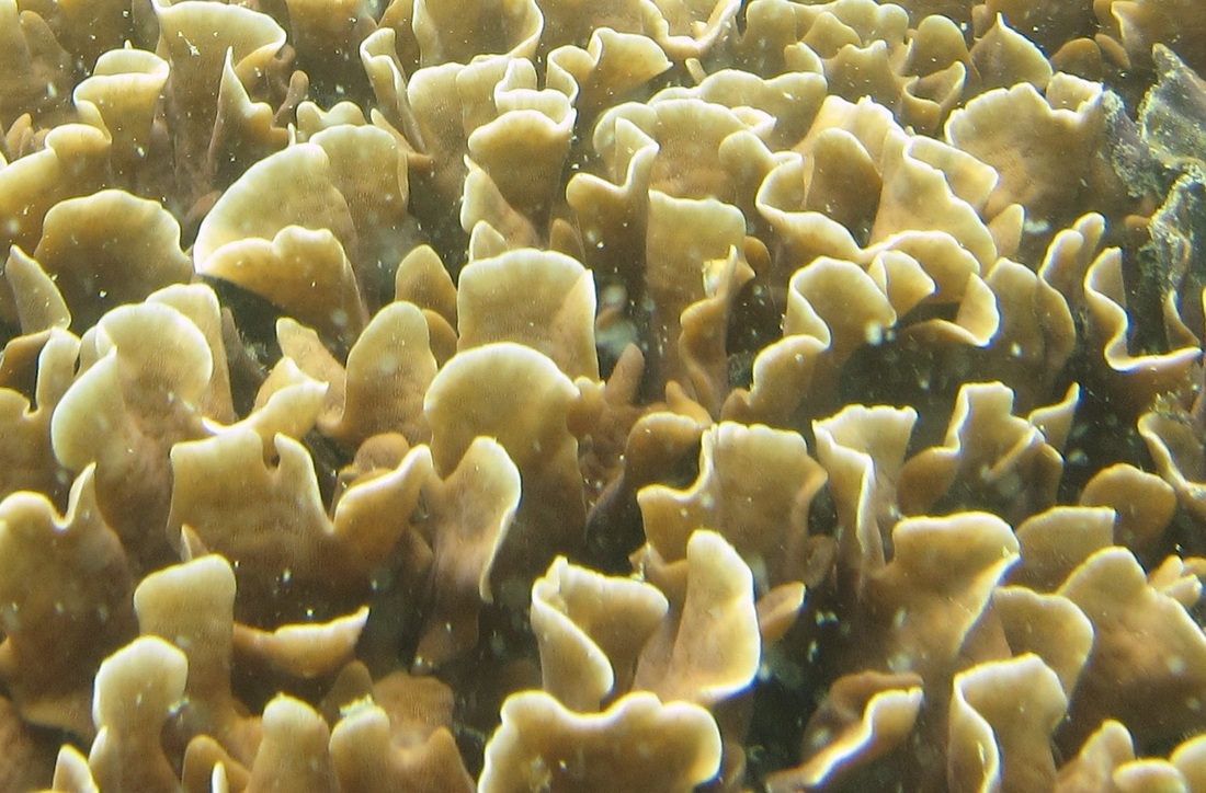 Coral Species 66