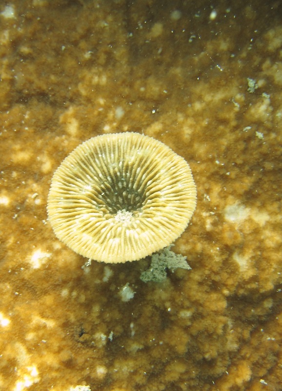 Coral Species 67