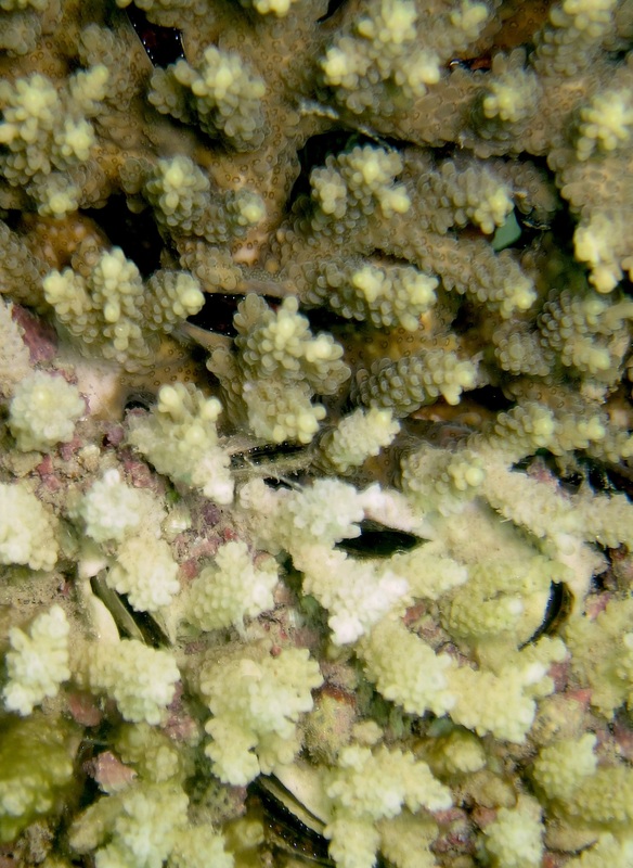 Coral Species 68