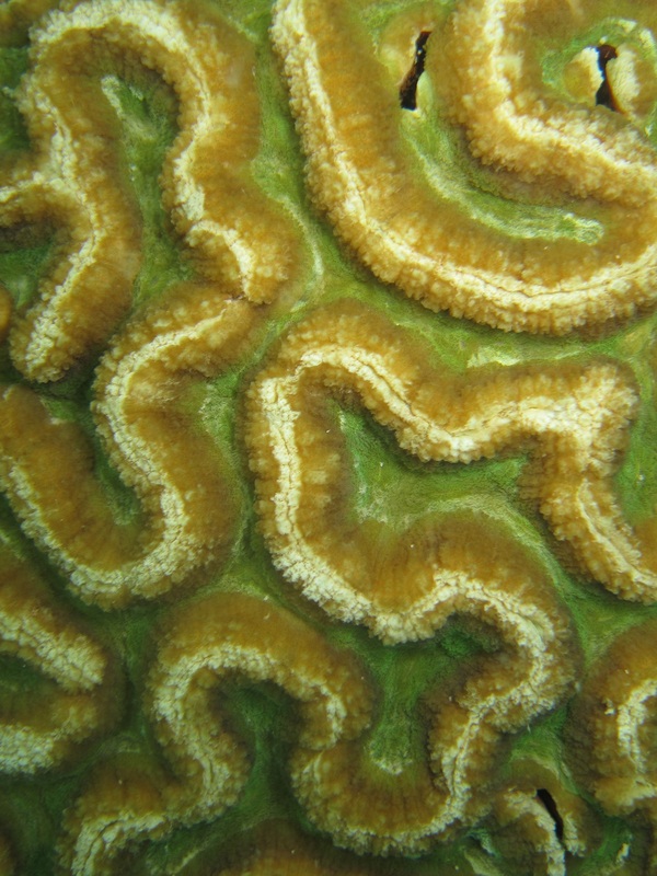 Coral Species 69
