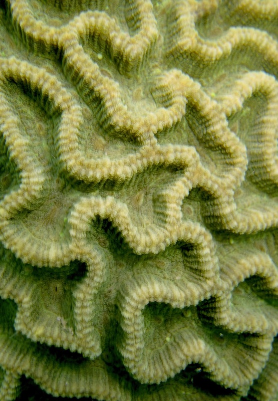 Coral Species 70