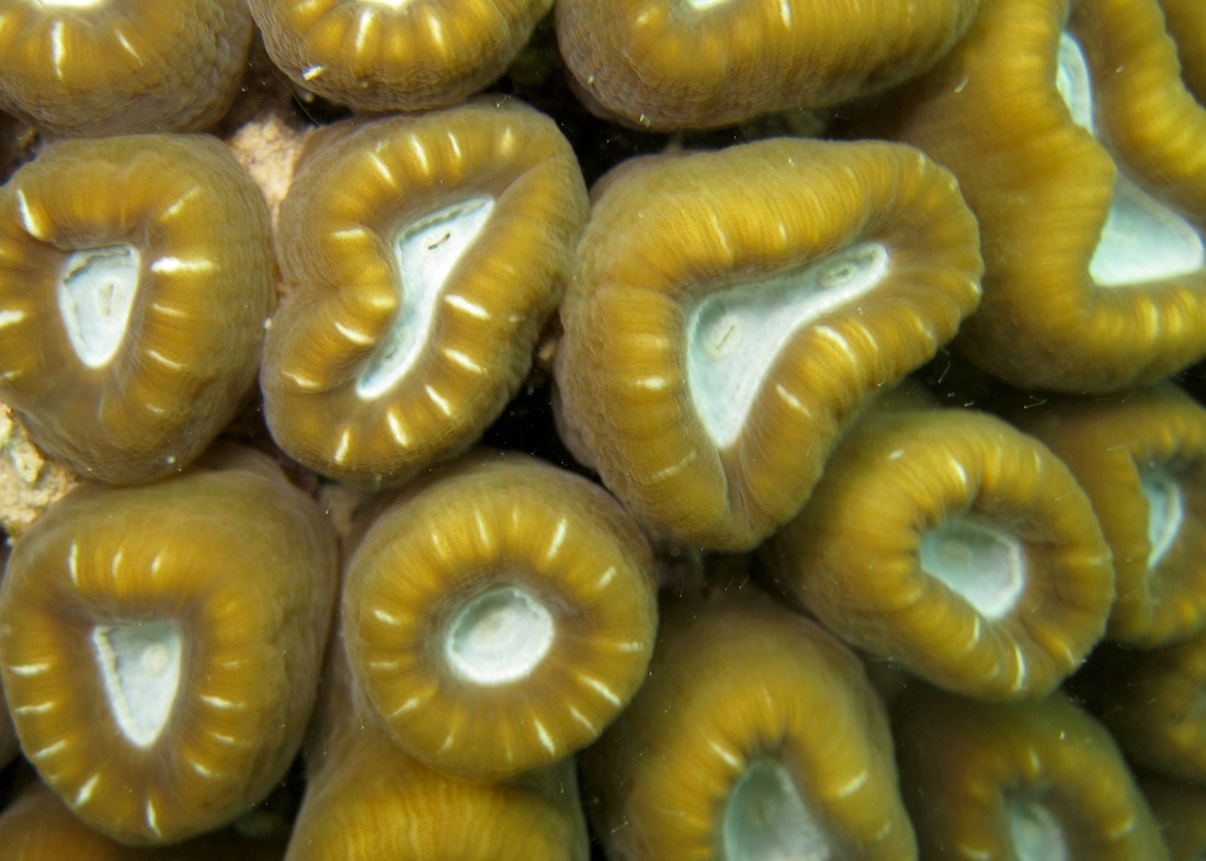 Coral Species 71