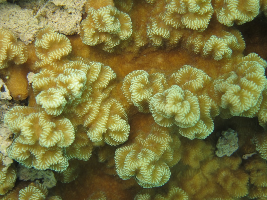 Coral Species 72