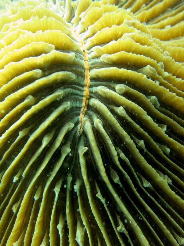 Coral Species 73