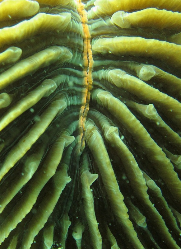 Coral Species 74