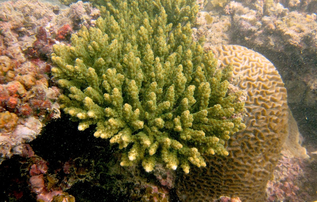Coral Species 75