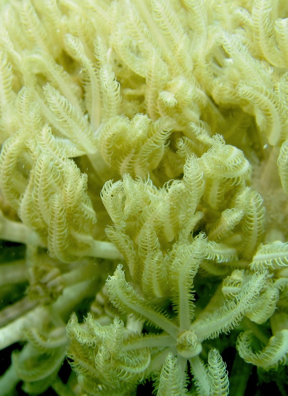 Coral Species 76
