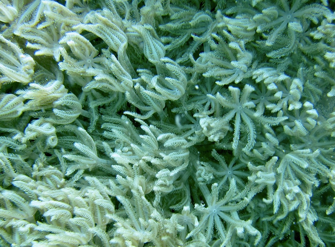 Coral Species 77