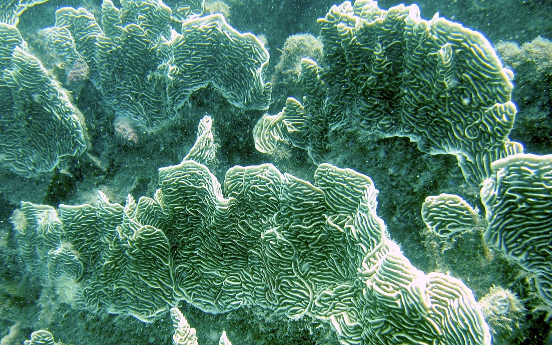 Coral Species 78