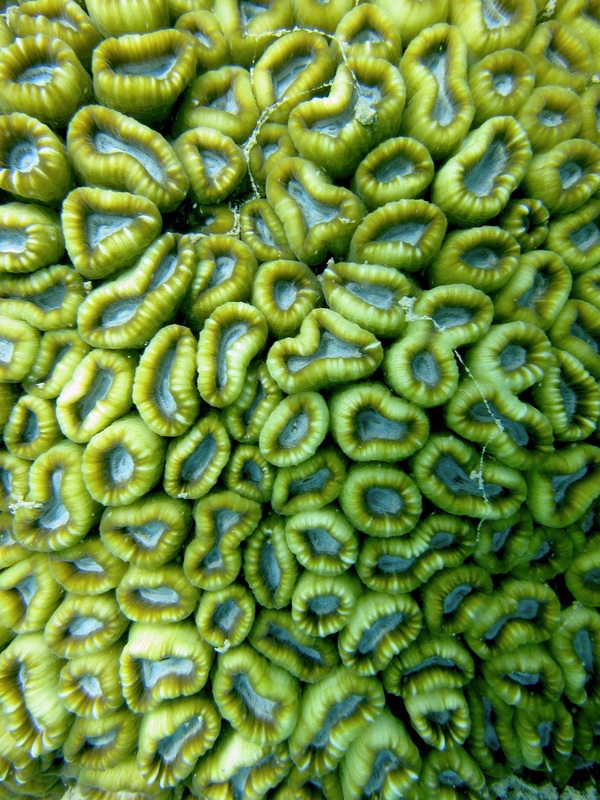 Coral Species 79