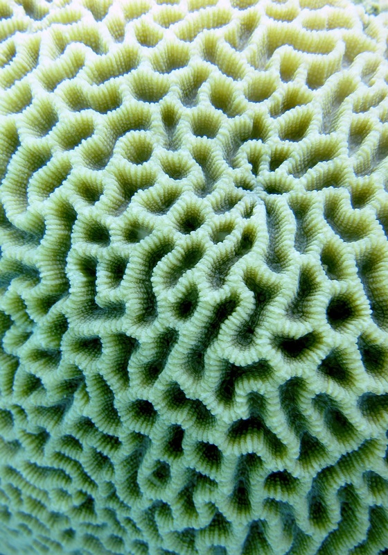 Coral Species 80