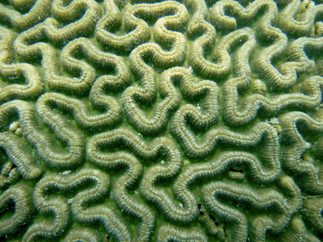 Coral Species 81