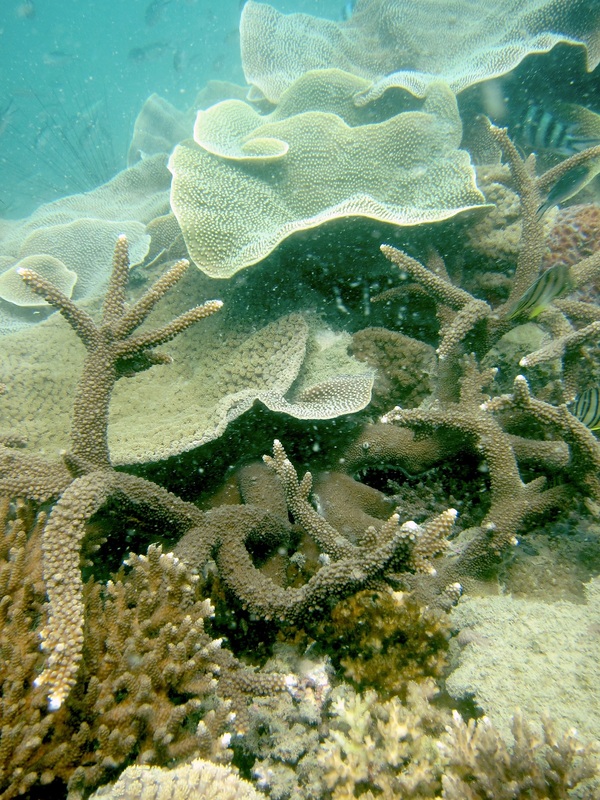 Coral Species 82