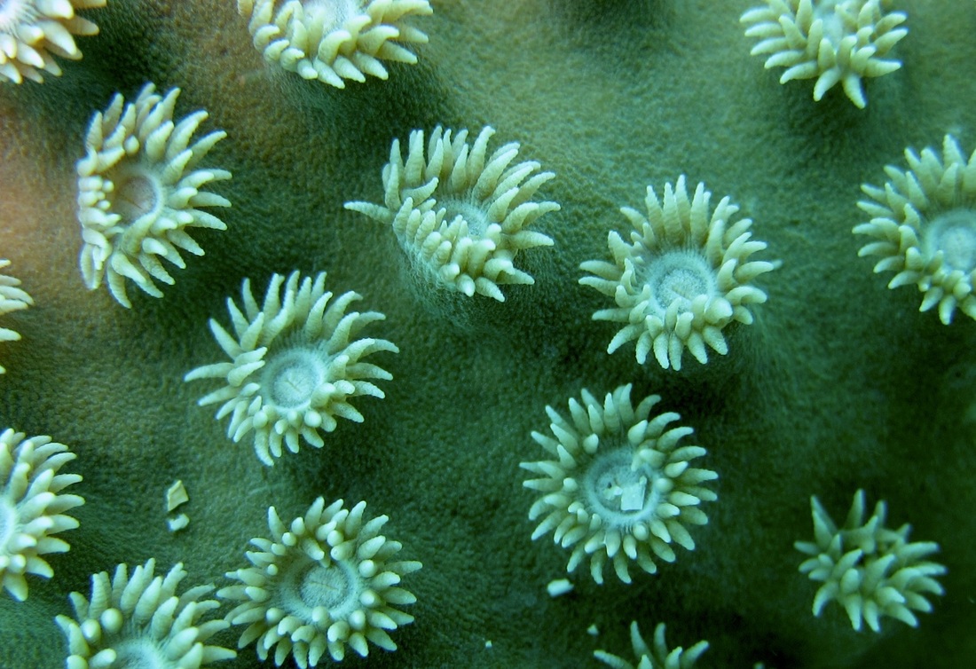 Coral Species 83