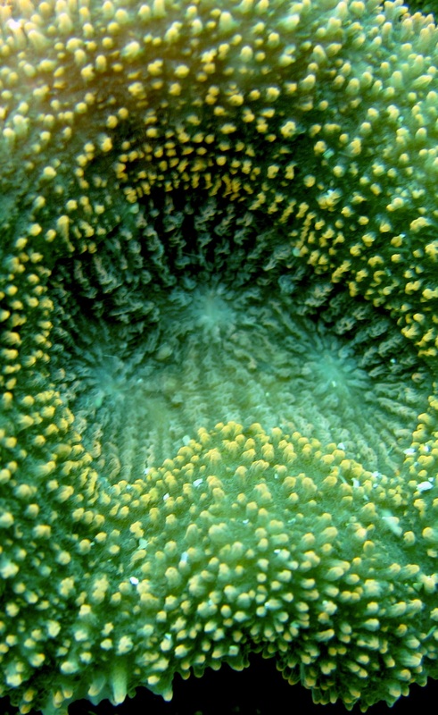 Coral Species 84