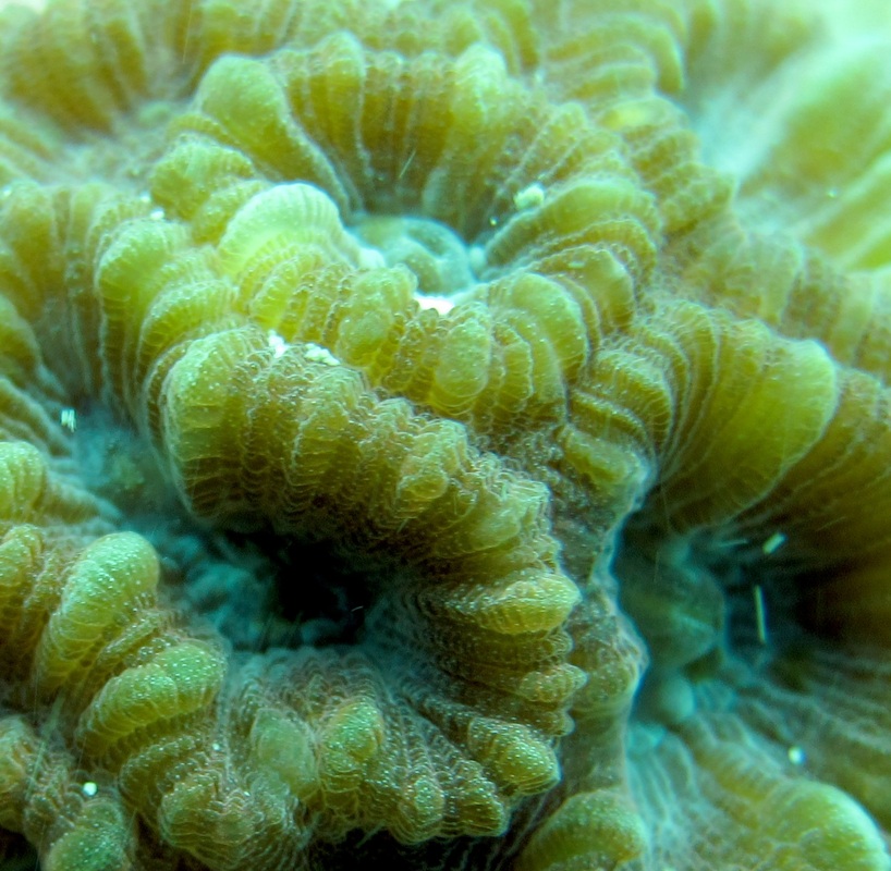 Coral Species 85