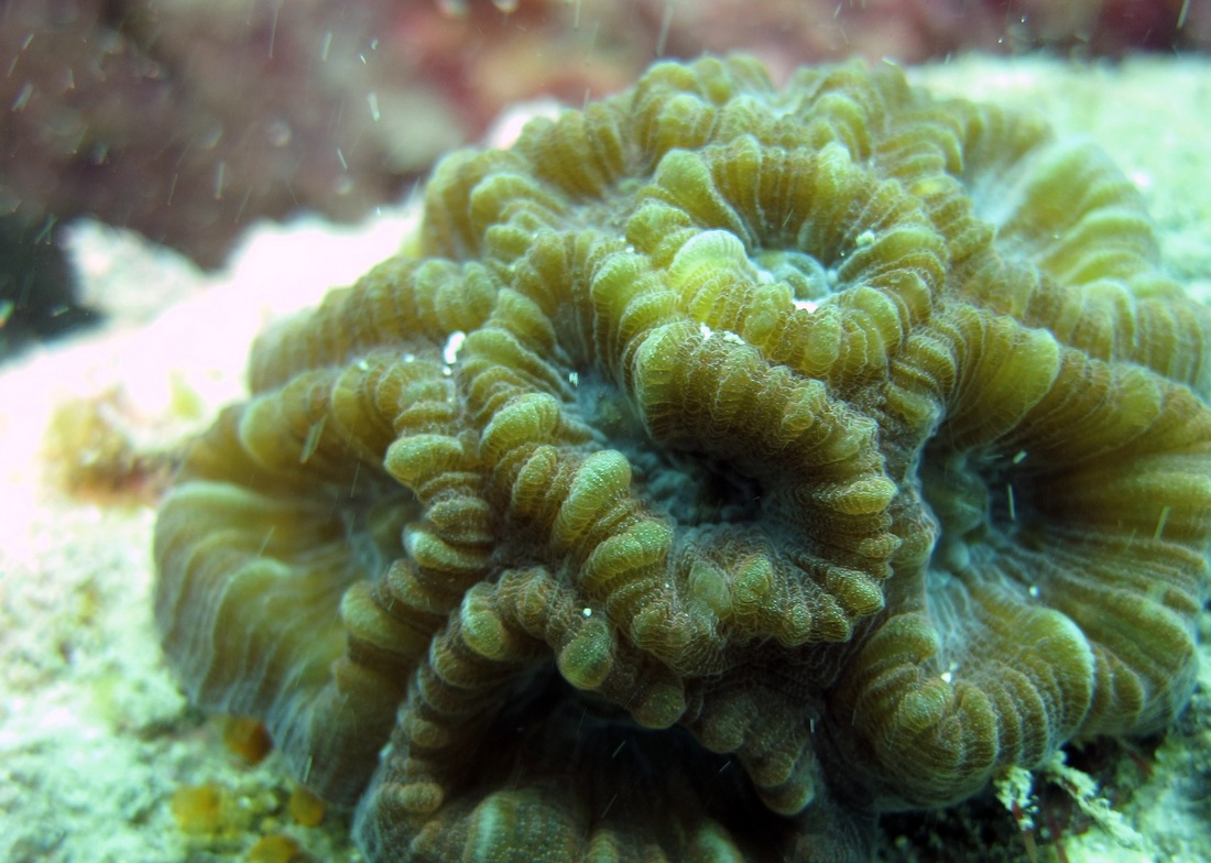 Coral Species 86