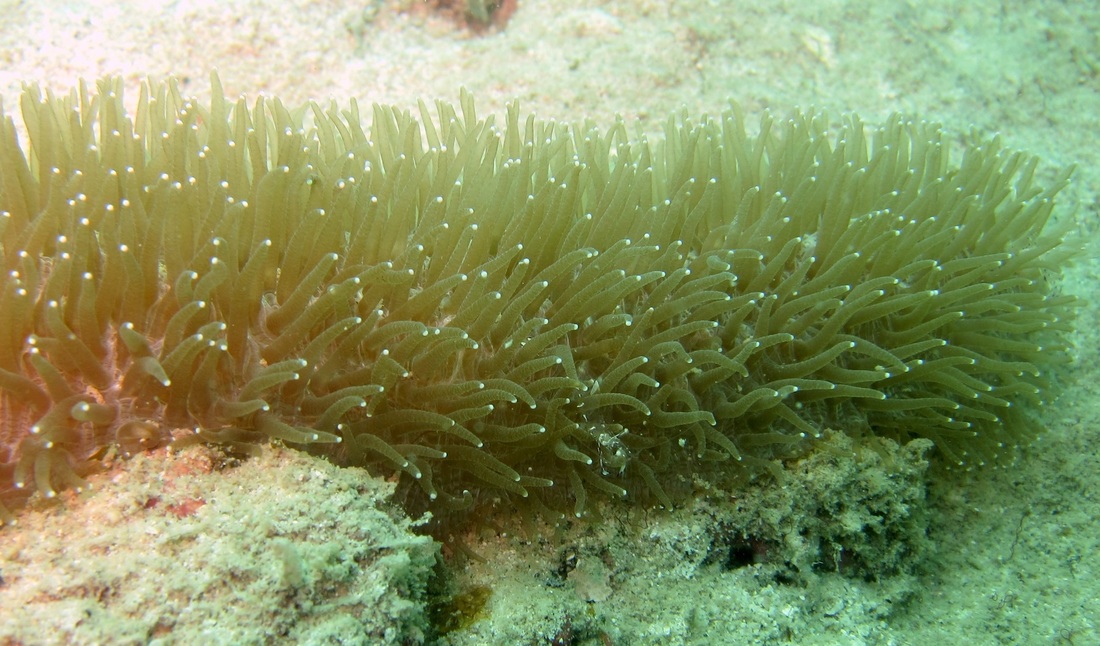 Coral Species 87