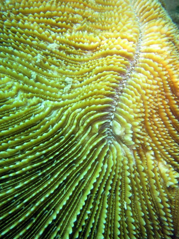 Coral Species 88