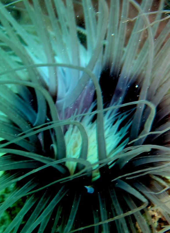 Coral Species 89