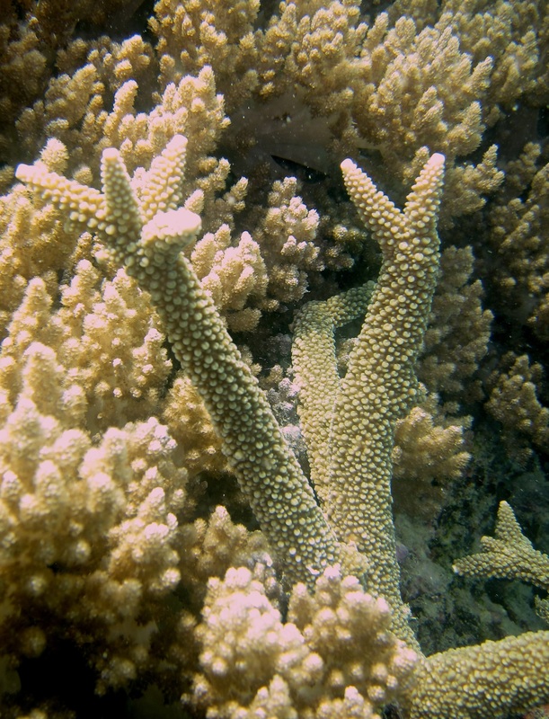 Coral Species 90