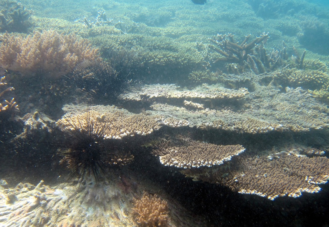 Coral Species 91