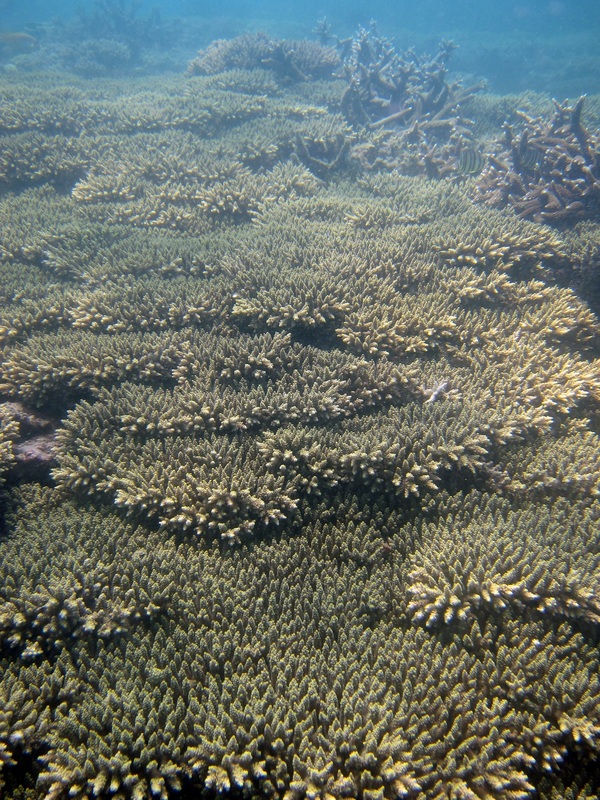 Coral Species 92