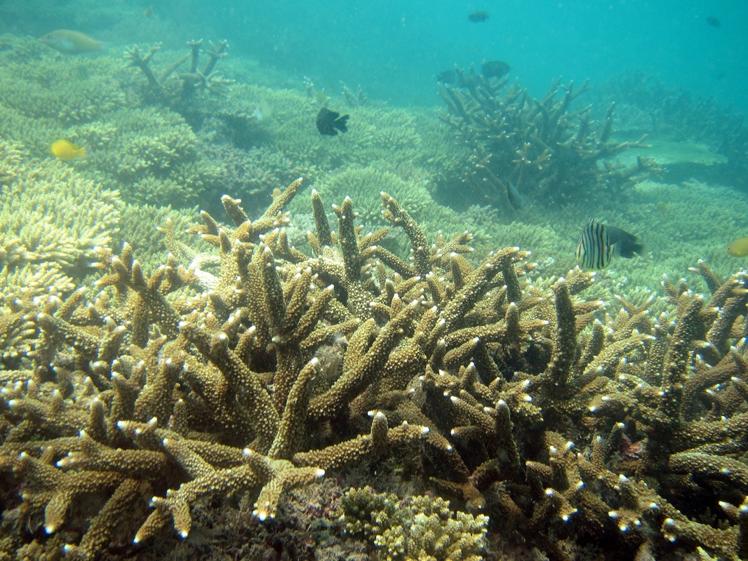 Coral Species 93