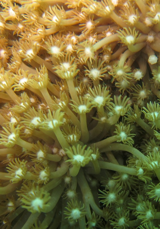 Coral Species 94