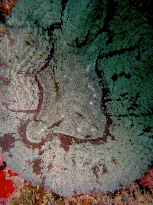 Coral Species 95