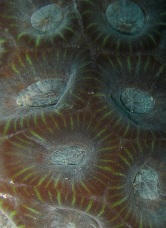Coral Species 96