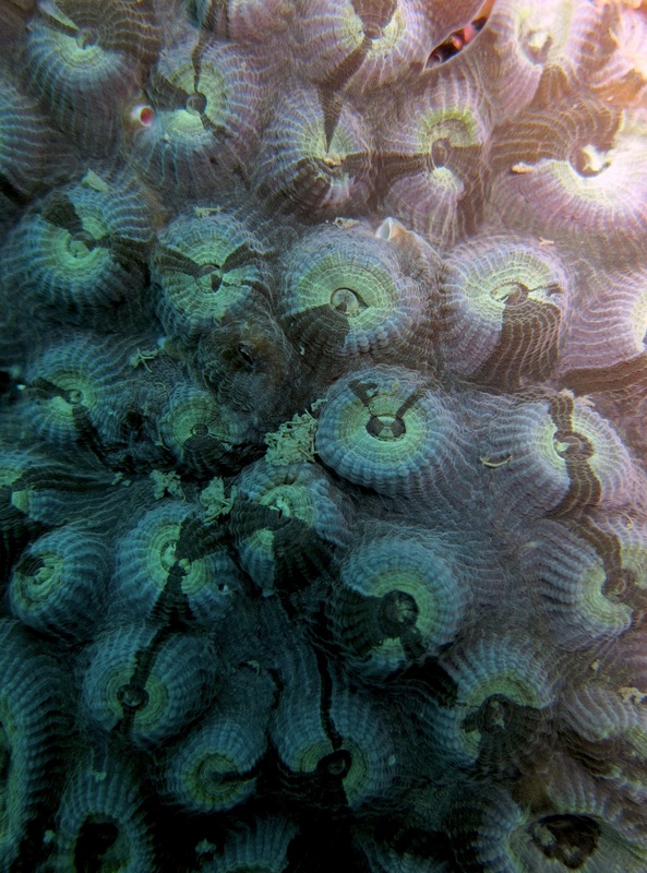 Coral Species 97