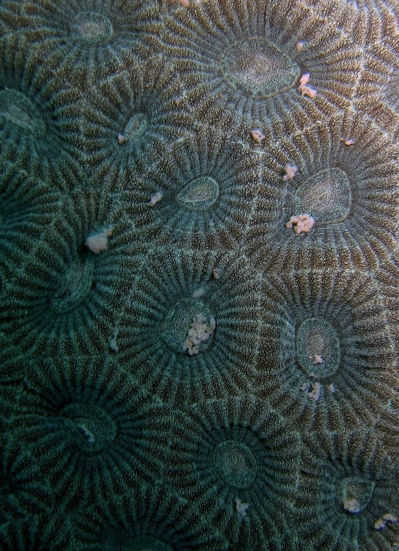 Coral Species 98