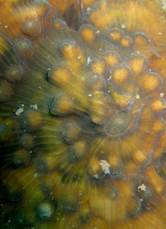 Coral Species 99