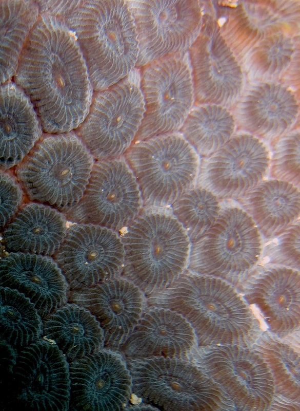 Coral Species 100