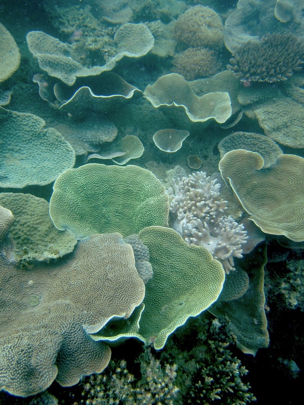 Coral Species 101