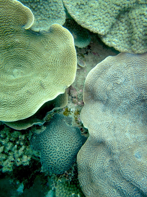 Coral Species 102