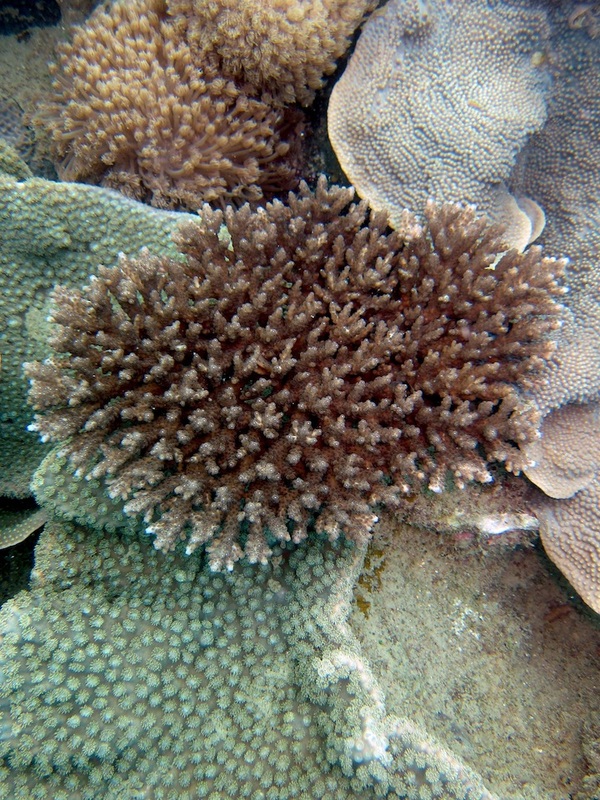 Coral Species 103