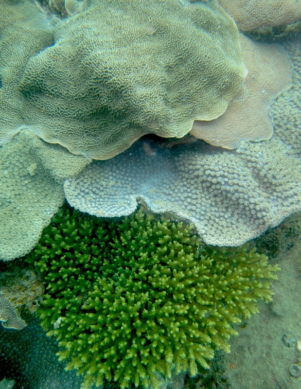 Coral Species 104