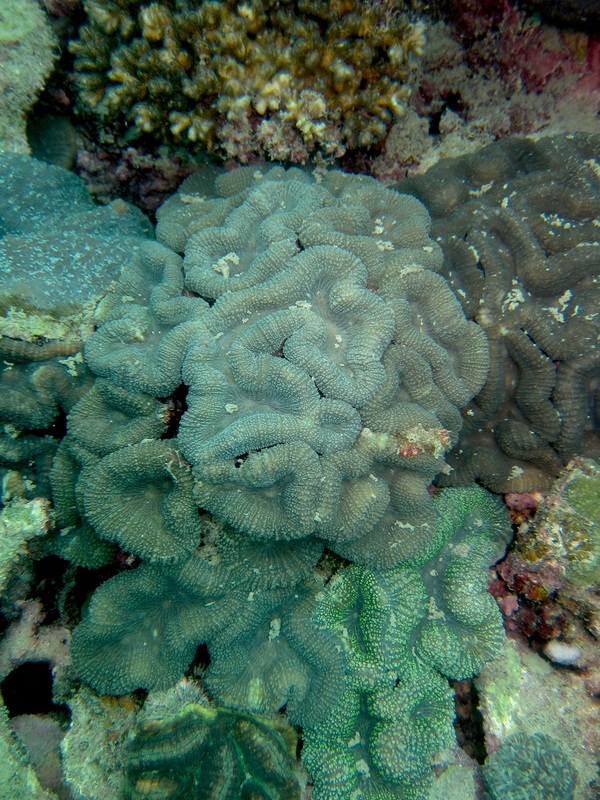 Coral Species 105