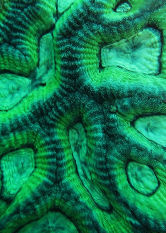 Coral Species 106