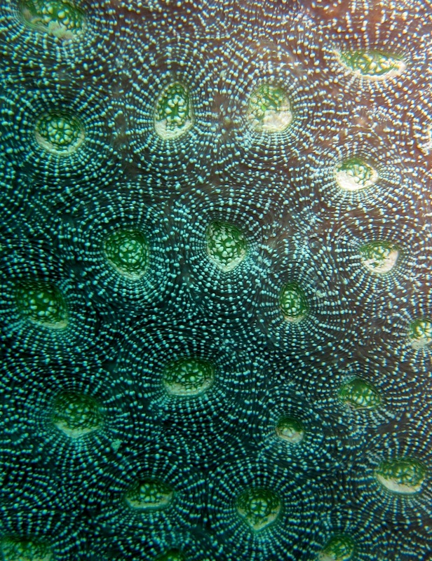 Coral Species 107